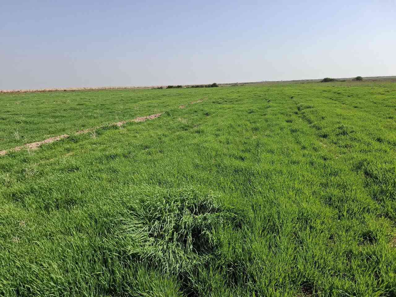 سفح 300 دونم في محافظه واسط
متوفر ماء وكهرباء 
للإستفسار اتصل ***********
