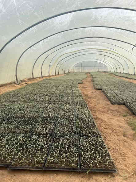 يتوفر لدينا شتال للبيع طريق نجف كربلاء عمود 953 رقم الهاتف***********
