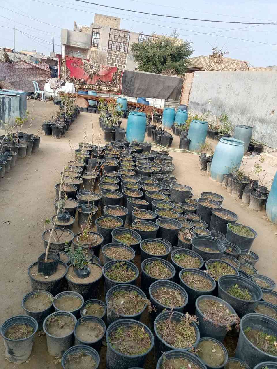 السلام عليكم ورحمة الله وبركاته وبعد مشتل الحوراء في منطقة السطعش  الشتلات والاسعار ورد الصباح خمس مائة ألف الياس العراقي  الصبار التيني جلد النمر الف وربع  الزيتون الرمان الاوليفيره  والجهنمي والكابرس والفكس  والددونيه والبخور وورد الجوري المحمدي والشبوي وسته من سنادين الثيل الهندي وشجرة الواشنطن الفين دينار  الحمضيات كبيرات والتين والاكاسيا المصريه والافريقيه  ورمان القزمي والمينه والمطاط والامزون الظلي  الفين وخمسمائة دينار للاتصال ***********  والثاني *********** ومن الله التوفيق والنجاح الدائم
