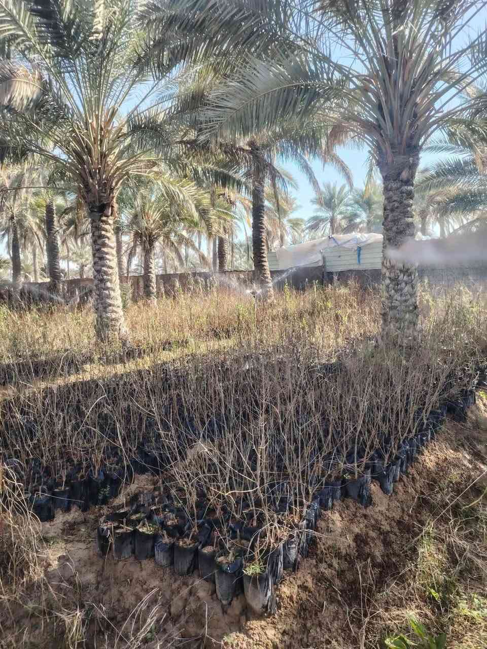 يتوفر بيش رمان نوع سليمي كميات كبيرة شرط الظمان
ارتفاع البيشة من نصف متر الى متر ونص
للاستفسار
 ***********
***********
خدمة توصيل لا توجد فقط بيع مباشر
 عنوان ديالى المقدادية سنسل
