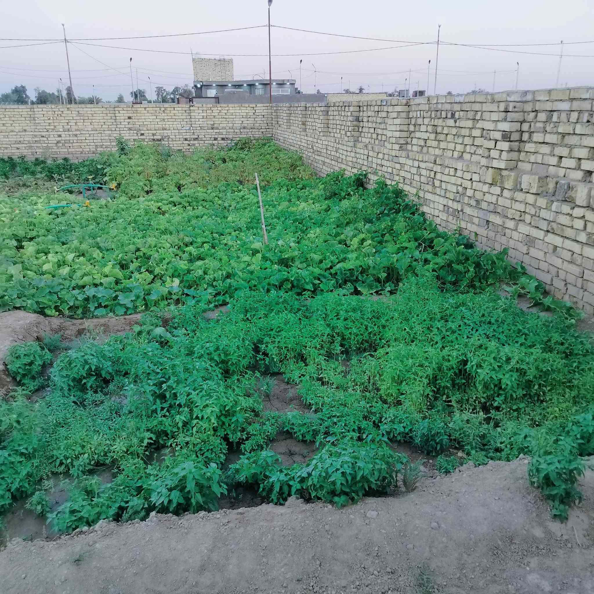 السلام عليكم عرصه للبيع طابو زراعي سند 25بسمي العرصه 200متر مجمع نور الامير طريق الدغاره مقابيل ال5دونم واتساب***********  او***********
