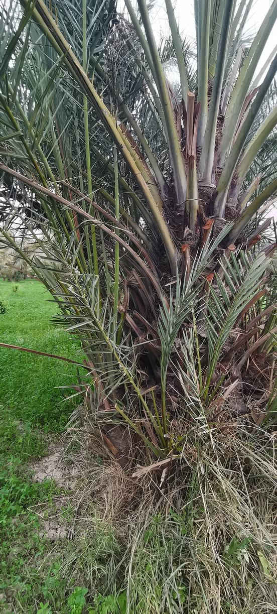 متــــــــوفر
فسائل عمراني الفسيل ب 20 الف مع القلع
فسائل خضراوي الفسيل ب 10 الاف مع القلع
فسائل زهدي الفسيل ب 5 الاف مع القلع
***********
اكرمو عمتكم النخلة 
هذا موسم زراعة النخيل ادعوكم لزراعة حدائقكم وبساتينكم الوقت جميل والايام تمر بنا سريعاً
