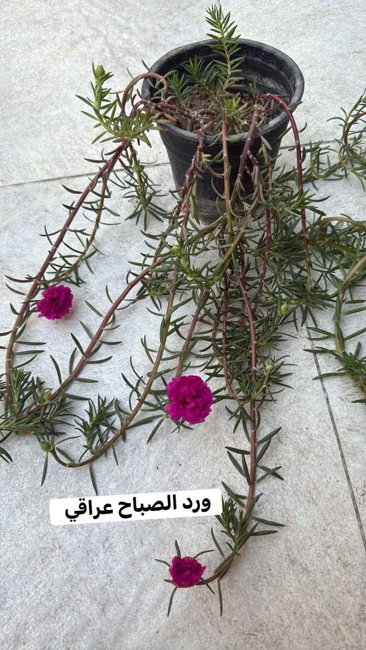 مجموعة من أجمل نباتات الزينه😍🪴 مع الأسعار 
متوفر توصيل لجميع مناطق أربيل 
للمزيد من النباتات تابعوا الأستوري


**إذا كنت صاحب هذا الإعلان وتريد حذفه لأي سبب، رجاءا أرسل رسالة إلى الدعم الفني**