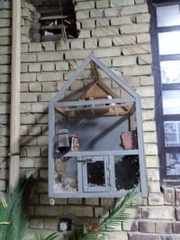 طيور حب • قفص • زعفرانيه