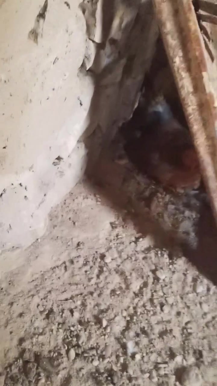 مكلف بلنشر متاحح هذا لحلال لدجاجات صحتهن خير من الله بيض جان يبيض بس هسه كام يكرك بيهن 4كاركات وحده جواها بيض يمكن 10بيضات ولثانيه جواها 5بيضات ولثالثه ما جواها شي وحده وراها كتكوت واحد لعدد لكلي 16 بيهن 3ديوكه واحد شمسي وثنين شوكيات و3فراريج  سعرهن شلع لزوج 25فرد لزوج 30قفل هذا رقم صاحب لدجاج 
***********
