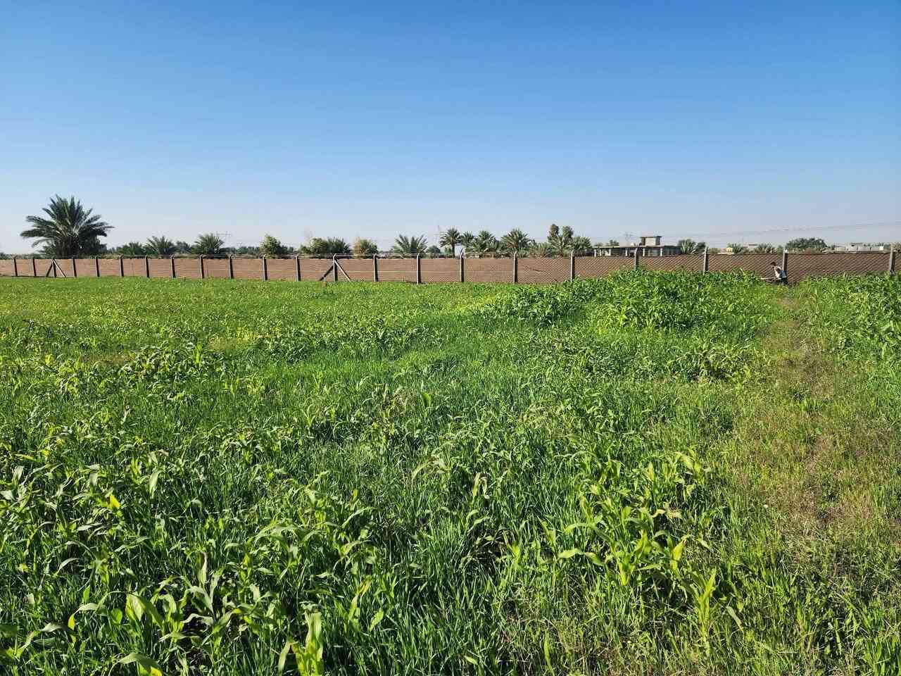 ارض زراعيه للبيع في بغداد عكركوف 9 دونم جاهزه مي وكهرباء وارض صالحه للزراعه والسكن


**إذا كنت صاحب هذا الإعلان وتريد حذفه لأي سبب، رجاءا أرسل رسالة إلى الدعم الفني**