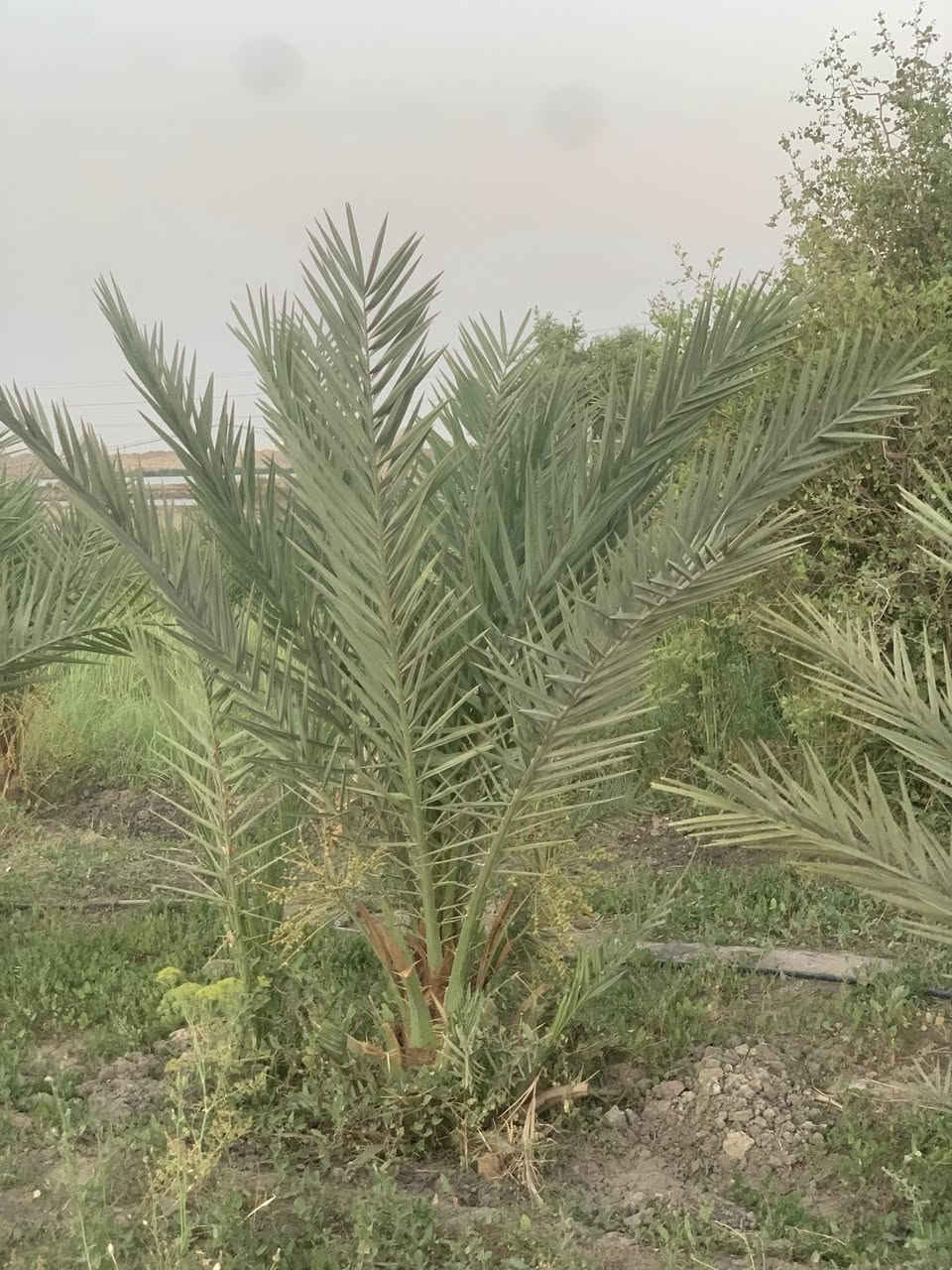 السلام عليكم  
بستان 500متر للبيع زراعي قريب على الحولي الصخين 
مقابيل مجمع لموظفي البطاقه الوطنيه السكني  وقريب عن المركز 
السعر 10مليون
الرقم ***********
ماء متوفر 
وكهرباء قريبه عليه 
الأشجار 1-نبك2-رمان3-تين 4-حبه حلوه 5-30نخله رطب6-تين
