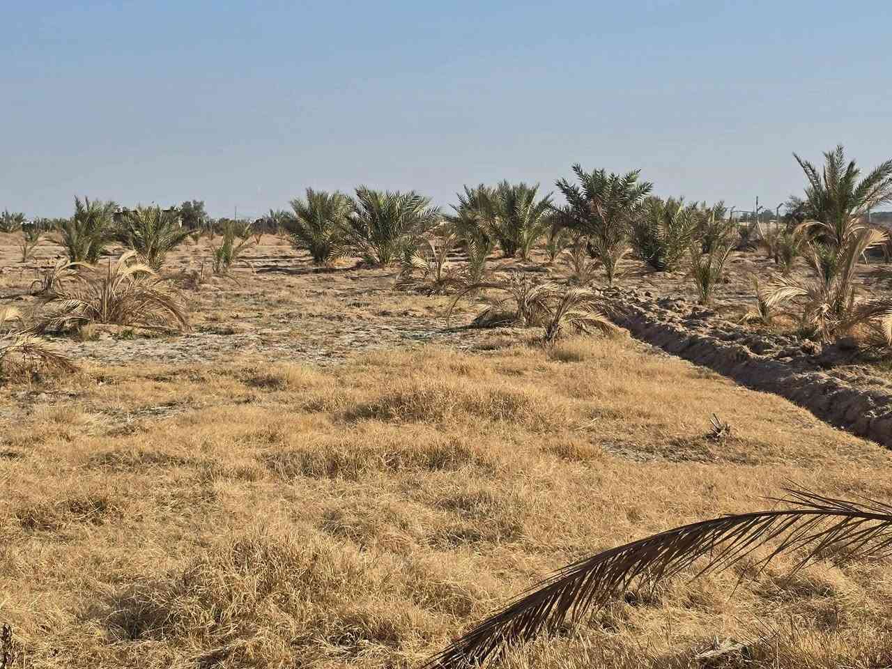 بيع مستعجل وبسعر مناسب جدا أقرا المنشور للأخير ذاكر كافة التفاصيل  علمأ مفوضة بالطابو تحتاج فقط عدد من النخيل والاشجار وتتطوب 

أسعد الله اوقاتكم أحبتي  ) ( أللهم صل على محمد وآل محمد

 ( عرض مميز للبيع مزرعة مساحة 7 #دونم عقد 35 علمأ العقد

 ينزل بأسمك مجدد لمده 5 سنوات المزرعة تحتوي على بيت 🏠

 مساحة 150 متر يتكون من استقبال وصاله وغرفه نوم 💤

 ومطبخ وصحيات +حديقة  + مسبح المزرعة مسيجة بالكامل مع

 اناره داير المزرعه بالكامل مزروعة اصناف جيده من انواع

 النخيل عدد من البرحي وعدد من المجهول والمكتوم انواع جيده

 عدد النخيل مايقارب 300 فسيله انواع #جيده  يوجد نهر

 للسقي مع 4 غطاسات ويوجد ايضا بئر للسقي داخل المزرعه

 العنوان #كربلاء شارع #بغداد الهأ مدخلين مدخل الأول من

 شارع المنشأ من مجمع #الكليني وتدخل ومدخل الثاني من

 شارع سيد #احمد تبعد عن مزار سيد احمد 1 كيلو وتبعد عن

 شارع #بغداد 3 كيلو منطقة هادئة جدا تصلح سكن أو ترفيهي)

 ( #السعر النهائي بدون اي تفاوض  )(   100  مليون 

 للإستفسار أكثر اتصلوا بالأرقام التالية) ( ***********  )

( ***********  ) أبو فاطمة عنوان المكتب شارع الحسينية

 قرب جسر 🌉 الإبراهيمية مقابل شارع عون مكتب 🏢@مكتب النافعي للعقارات -كربلاء   مكتب النافعي للعقارات كربلاء   @أبرز المعجبين 
 #اشاره #الاصدقاء #بغدادبصرةكوت النافعي للعقار 

( ‏‪***********‬‏ )( *********** )
