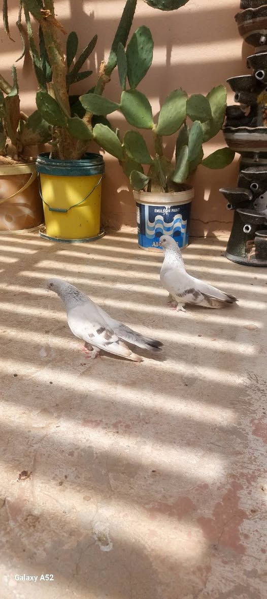 طيور للبيع كلشي وسعره تور بيهن زوج تيديات وزوج برص شرط البيض والشد وزوج مساكي زوج رماديات نثيه فضيه وفحل مسكي وحياكم الله *********** وخاص موجود والعنوان تكريت وتوصيل وحجز ماكو
