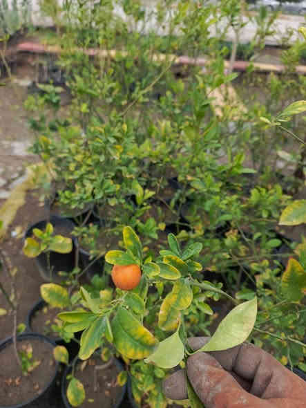 #ياعلي 
وصلت وجبه جديده من النباتات والأشجار الدائميه
توصيل متوفر لجميع مناطق المسيب 🛵
للحجز والاستفسار مراسله الصفحه او الاتصال على الرقم التالي:
***********☎️
