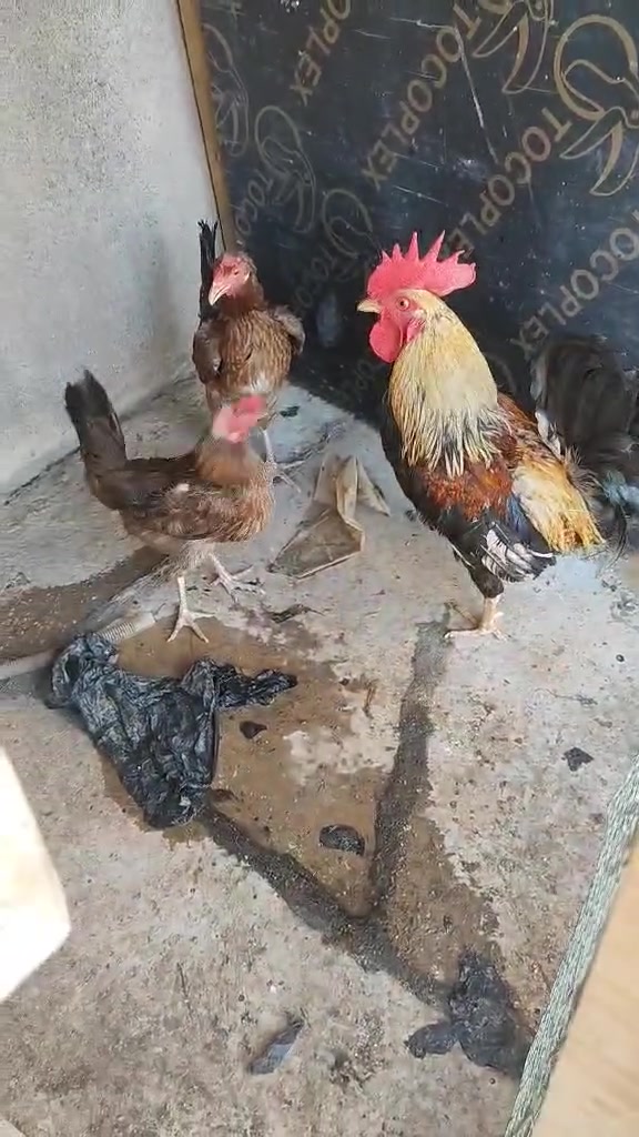 جمعه مباركة متاح ديوجة الاشكر
 تك 35زوج 60 ديج الابيض علئ 15
 تك دجاجة 15 بغداد الامين  الثانية


**إذا كنت صاحب هذا الإعلان وتريد حذفه لأي سبب، رجاءا أرسل رسالة إلى الدعم الفني**