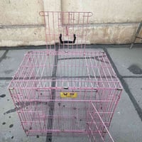 قطط • كلاب • مدينه الصدر بغداد