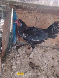 متاح 5 ديوكة ابو ركيبة او عرب واحد  07755811442