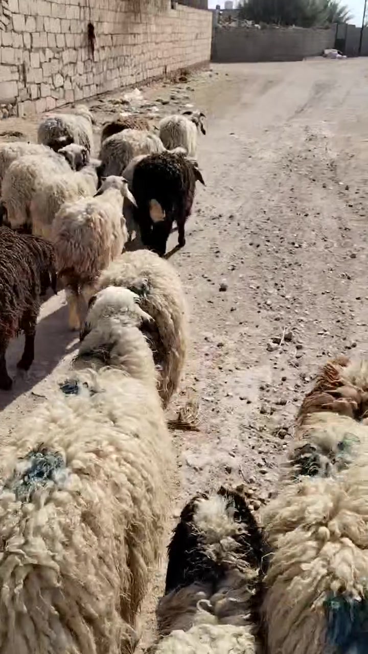 15راس 8خرفان و7فطايم مال ربط شرط نصاح سعر زوج 460 اي استفسار اتصل علا رقم *********** مكانه حديثه .الخفاجيه
