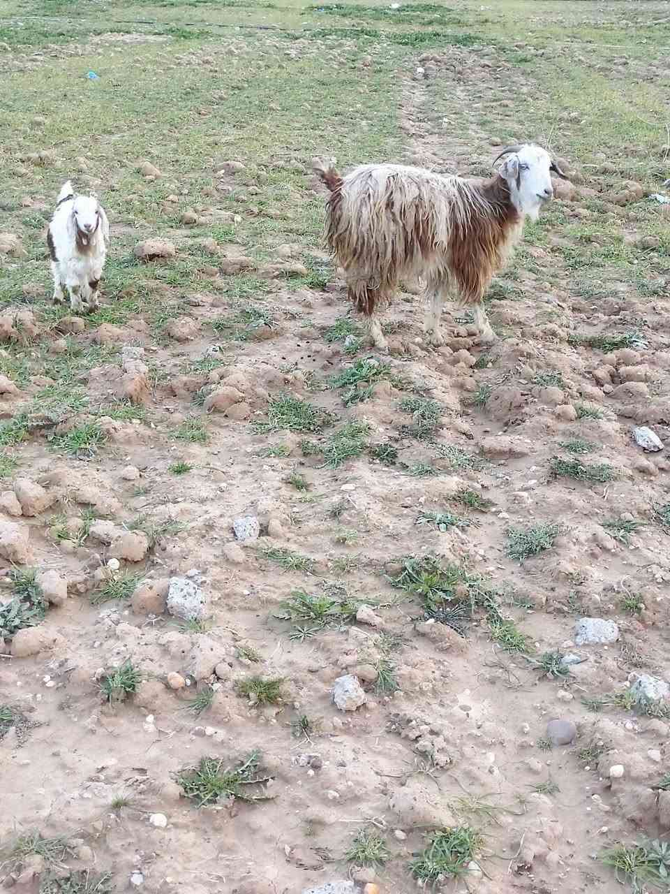 جذعه اول بطن وراها جدي مكاني فلكه الفرسان
