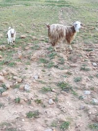 جذعة أول بطن • مع جدي • فلكة الفرسان