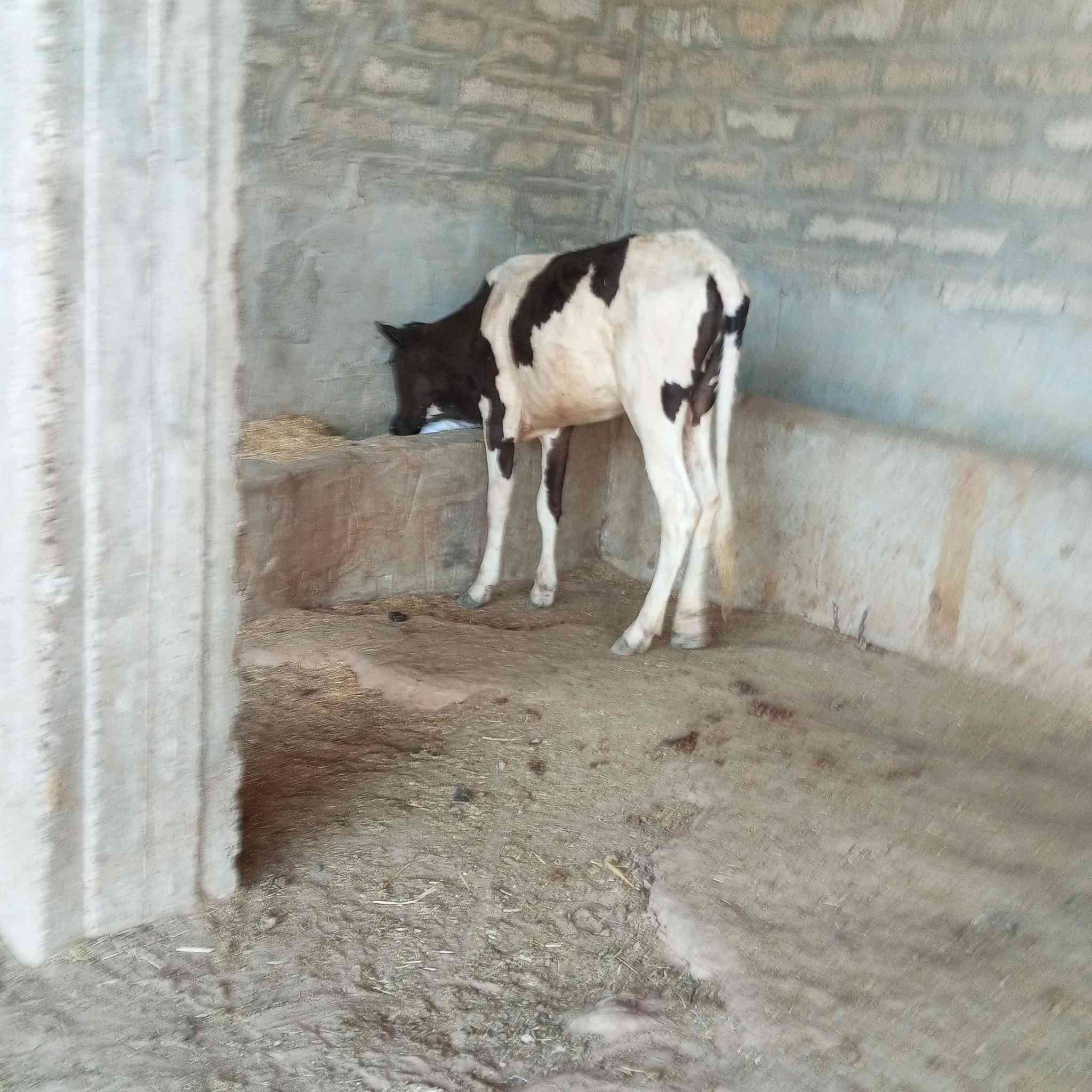 السلام عليكم اخوان متاح اباجير العدد 2 كلهن جنس رقم واحد فول ومكفول وحده تلقيح هولندي رقم واحد جمه عرموطي الاصليه ➕ وحده فريزيه الاصليه درجة اولى مال بيت وين اليدور حلال زين ونضيف اباجير مشروطات شرط ال شرط 
السعر مناسب جدا جدا 
العنوان صلاح الدين الشرقاط قريه شكرا 
ه‍ ***********
الشراي يتصل ويدلل 
يوجد خدمت توصيل حسب التفاق
