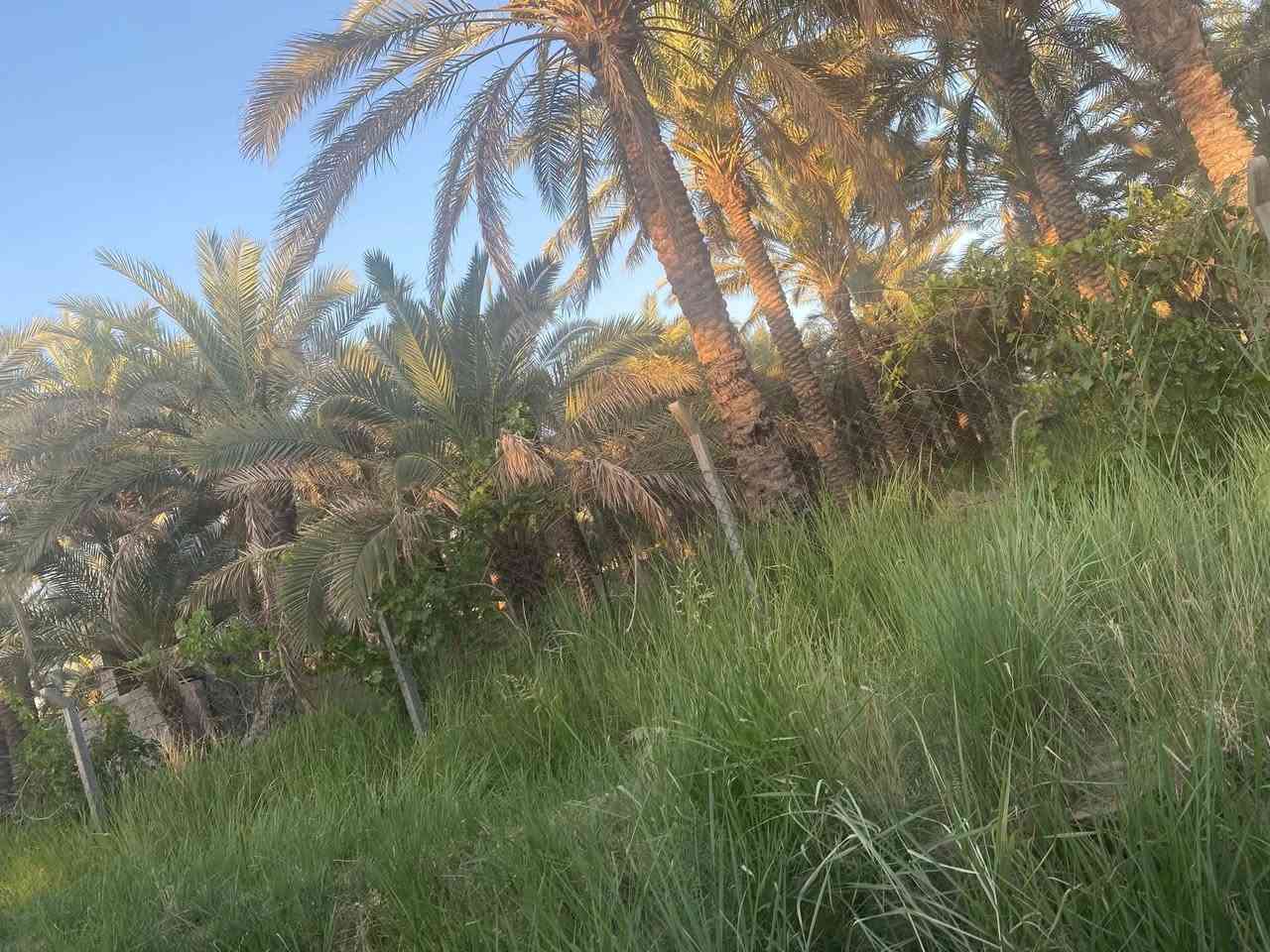 سلام عليكم 5 دونم واقع حال اكثر من 6 دونم 
العنوان بغداد الراشديه حي المهندسين 
5 دونم سند تحويل مباشر ثاني يوم تفتح بيان 
خدمات كامله ماء كهرباء صايره عله شارعين امامي خلفي الارض جدا ممتازه وموقعه كلش حلو 
ترهم سكن او شاليهات او مزارع منتجه 
كافه انواع النخيل متوفر بيه 
السعر جدا مناسب
للاستفسار *********** 
متوفر واتساب ايضا
