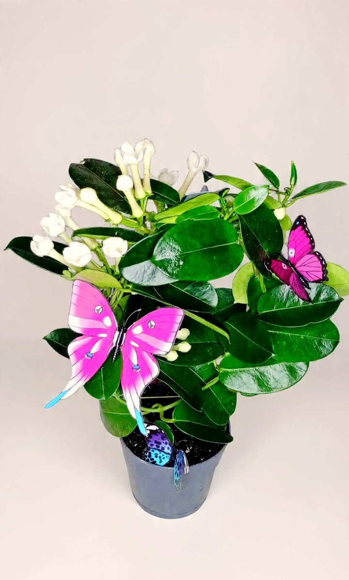 #$@
💥💥🦋🌹 وصل وصل رجعنا الربيع ماشاء الله ماشاء الله 🫵🥰 بنباتات حلوة و جميلة 🪴
🍂 وصل وجبة جديدة من النباتات هولندية 💥
🌹 الحمدلله تبدأ موسم تزهير و نمو نباتات أنشأ الله 🥀🥀🍂🍂 
🦋نبدا مع نباتات جديدة و اشياء جميلة و جديدة أنشأ الله 🦋
🍒 سارعو بالحجز اطلبوها 👈👈 وباقی علینا ....🤗🤗🤗🤗
يوجد توصيل لكل محافظات 👇 👇 👏
🌹🌹 ...😉😉😉😉
💥💥🦋🌹گەیشت گەیشت بەهارمان هێنایەوە ماشاء الله ماشاء الله 🫵🥰 بەگوڵی ناسک و جوان 🪴
🍂گەیشتنی باری تازەی هۆڵەندی 💥
🌹 الحمدلله لەئێستا دا کاتی گوڵ کردنی گوڵەکان و دەست کردن بەگەشەیە انشااللە 🥀🥀🍂🍂
🦋 بەگوڵی تازەو شتی تازەو جوان انشااللە 🦋
 🍒خێرا بکە و داوای بکە 👈👈ئەوەی تر بە ئێمە بسپێرە ....🤗🤗🤗🤗
گەیاندن هەیة بۆ هەموو شوێنێک 👇 👇 👏 
 🌹🌹🌹...😉😉😉

... بتمۆس 👇
... ئاسن    👇 حدید
...ئێن پی کەی 👇
                                                        NPK...
... بیرلایت
...بەردی بوڕکانی یان بەردی لیکا 👇
... حجر بركاني او حجر ليكا  👇
...قەترەی بامبۆ 👇 قطرة عصى موسى

...لصورة کل نباتات تانية ادخل الصفحة.....🫵🫵🫵🫵🫵
... بۆ وێنەی هەموو گوڵەکان بڕۆ ناو پەیجەکەمان ....🫵🫵🫵🫵
.....


**إذا كنت صاحب هذا الإعلان وتريد حذفه لأي سبب، رجاءا أرسل رسالة إلى الدعم الفني**