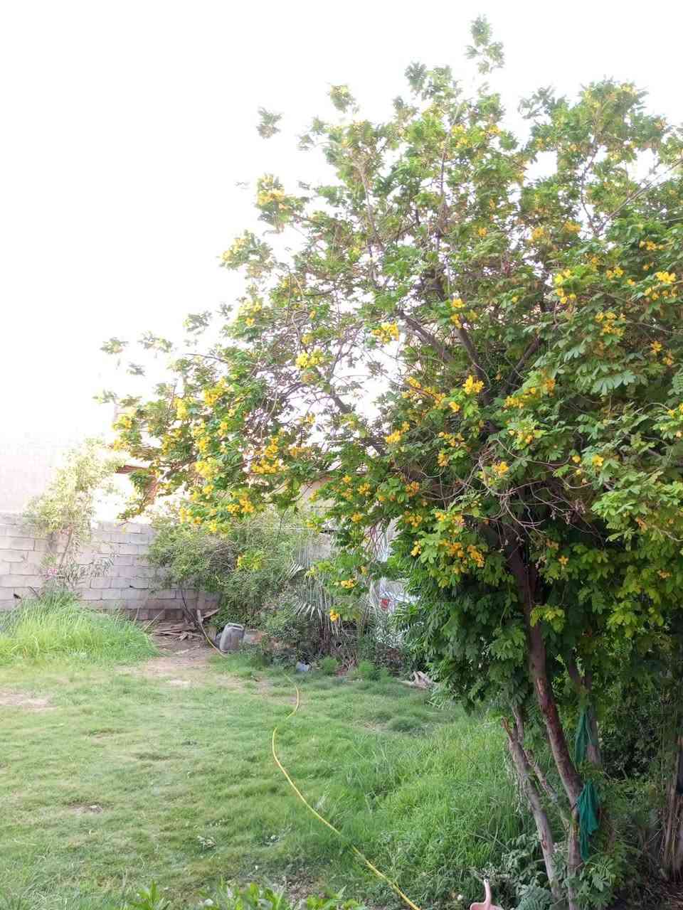 السلام عليكم
🏠 بيت للبيع
🔹 المساحة: 500 متر
 300 متر بناء 200 حديقه 
🔹 طابقين – بناء حديث
🔹 واجهة على شارعين 
📍 الموقع: مثلث الكلابين– خلف أحمد القاضي
البيت مميز بالموقع والمساحة، مناسب للسكن.
📞 للاستفسار والتواصل: ___***********
