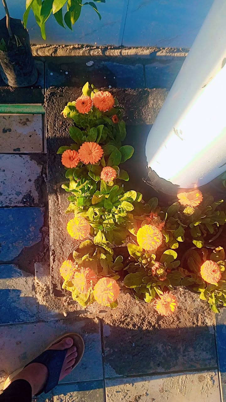 مشتل المدينة انسب الأسعار توصيل داخل النعمانيه مجاني العنوان طريق المثلث قرب اسواق طريق الجنه ***********
