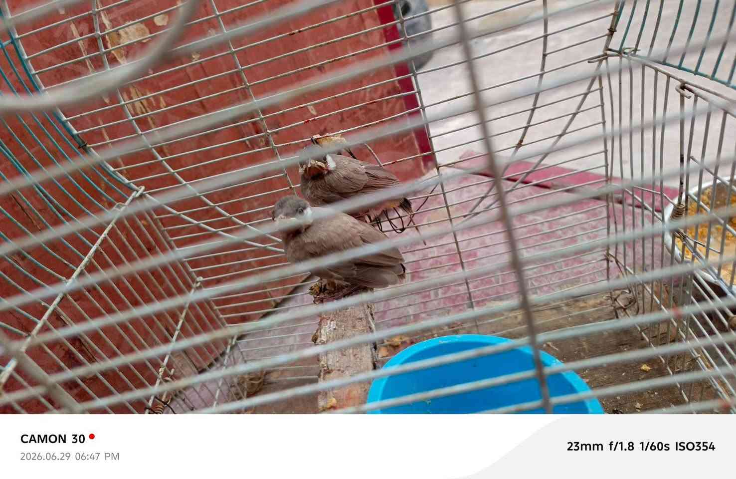 سلام عليكم زوج بلابل البيع


**إذا كنت صاحب هذا الإعلان وتريد حذفه لأي سبب، رجاءا أرسل رسالة إلى الدعم الفني**