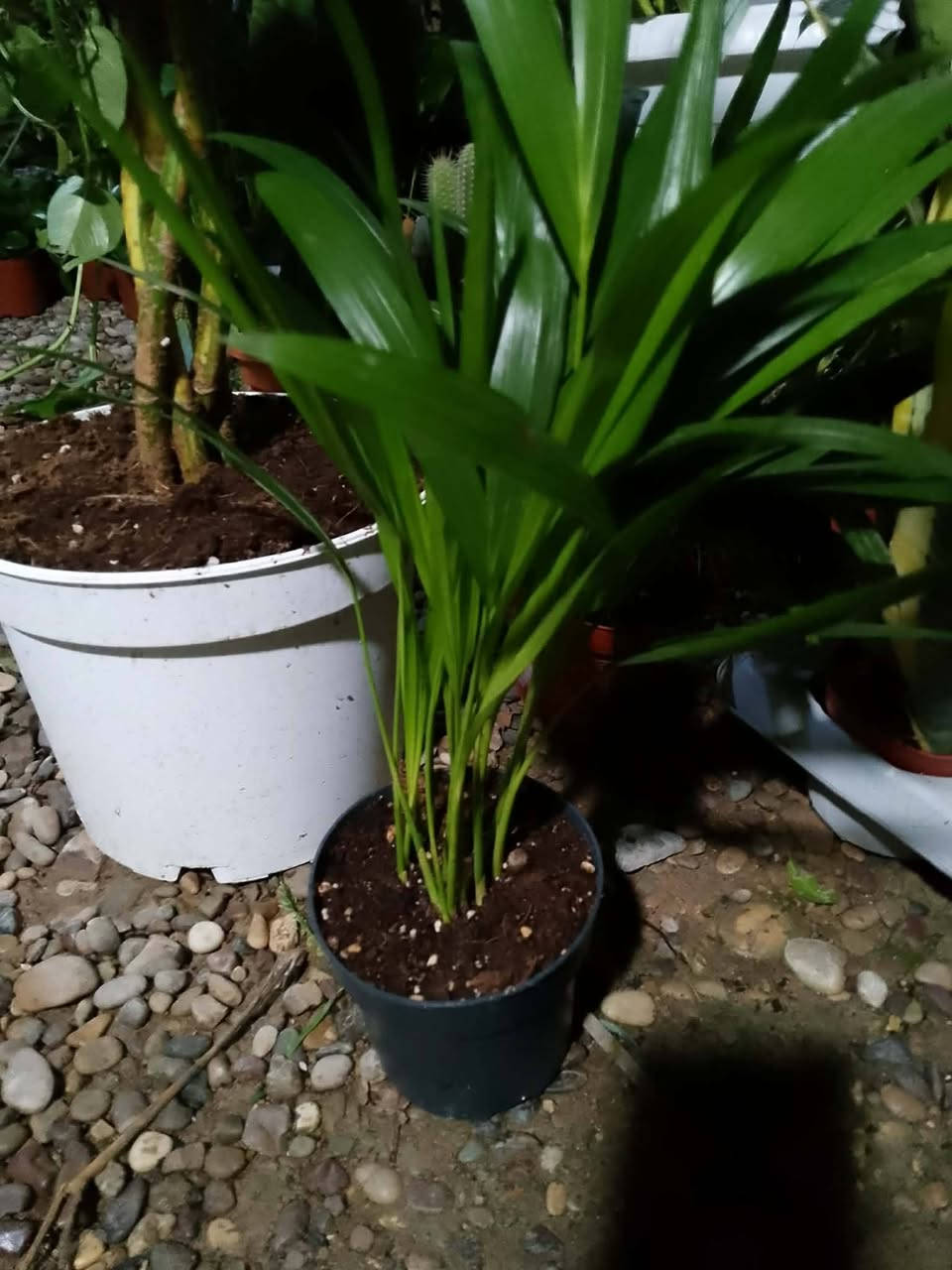 بۆفرۆشتن گەیاندن هەیە کێویستی مەسج بکات


**إذا كنت صاحب هذا الإعلان وتريد حذفه لأي سبب، رجاءا أرسل رسالة إلى الدعم الفني**