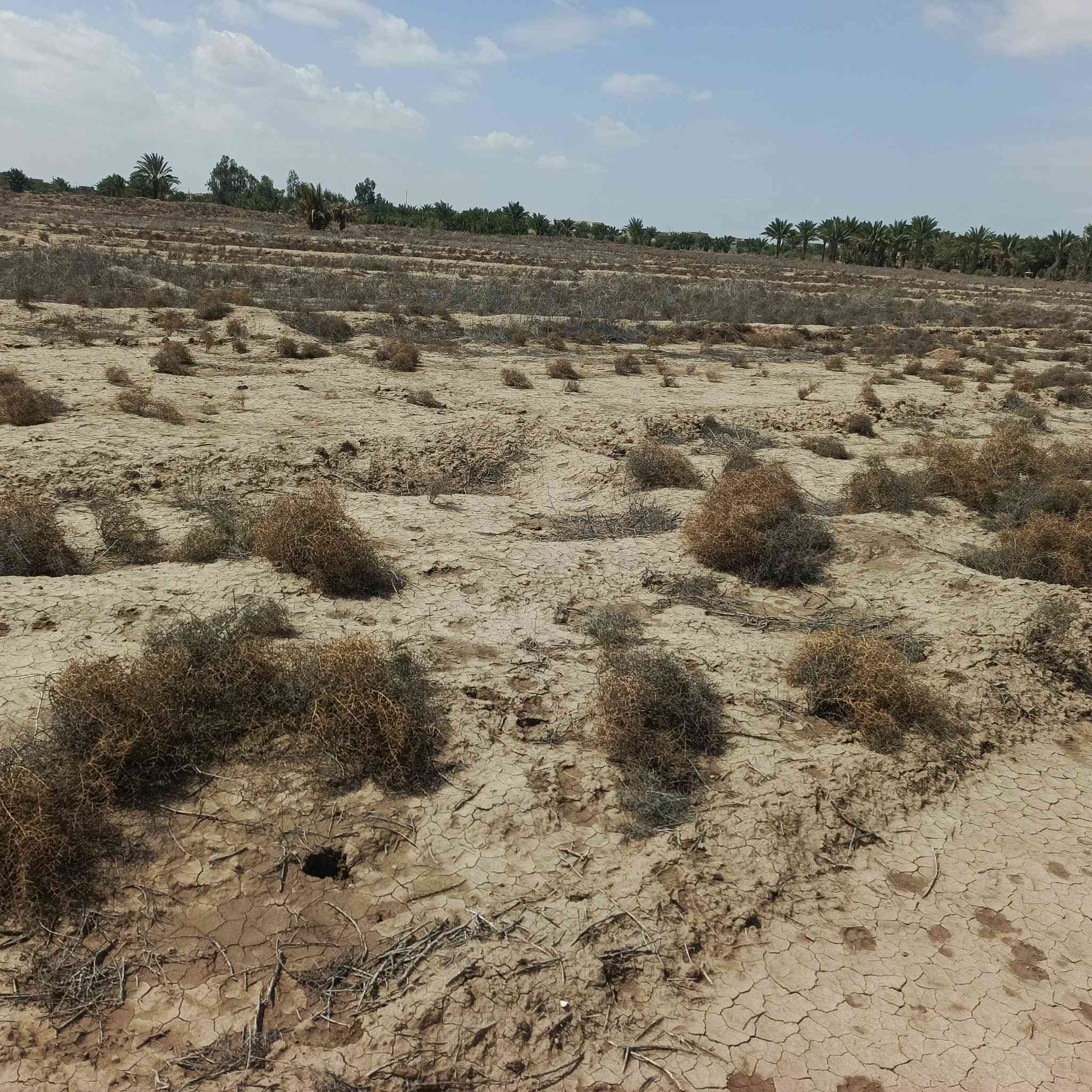 6دوانم للبيع ع طريق الديوانيه دغاره سند 25الواجه 88والنزال 174متر ماء كهرباء تبعد عن شارع العام 300متر استفسار‏‪***********‬‏
