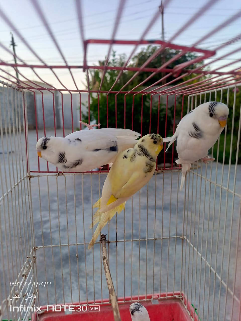 سلام عليكم لعدد11 سعرهن مناسب


**إذا كنت صاحب هذا الإعلان وتريد حذفه لأي سبب، رجاءا أرسل رسالة إلى الدعم الفني**