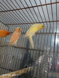 سبع أصوات • تك ٣٠ • فلوجه