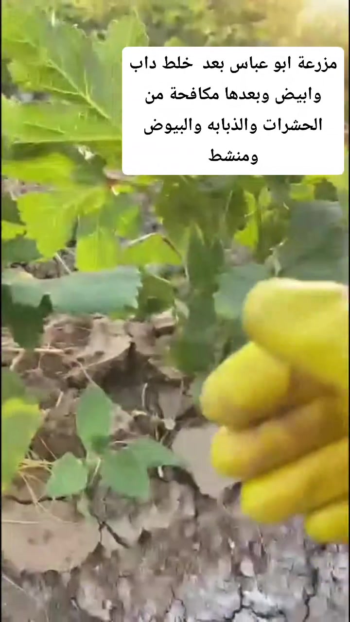سلام عليكم ورحمه الله وبركاته يوجد جميع العلاجات والمنشطات ومبيدات الحشريه ذبابه عناكب نمل غزيل المحاصيل الصيفيه وسرط شغل بااسعار تنافسه مع خدمة توصيل الحجز مراسلة الحساب أو اتصال ع رقم او مراسلة ع واتساب *********** 

شرط نفس هذا البستان هيج بستان حيوي وانتاجي
