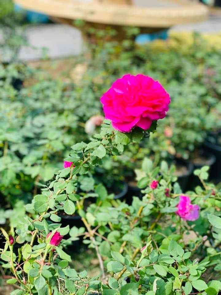 جوري عراقي سلطاني متوفر 
مشتل شهيد العتبي
العنوان واسط العزيزيه قرب معمل السوس 
الاستفسار مراسله الصفحه او الاتصال ***********
