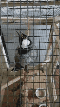 للبيع ***********
