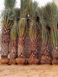 بعد اذن مسؤل الكروب  يوجد نخل برحي  حمال فسائل  نخل مجھول حمال فسائل  ...