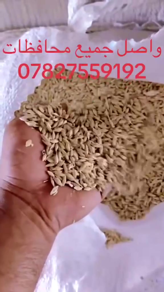 علف مجروش حنطة واصل جميع محافظة بنسب الأسعار 
@إشارة ***********
