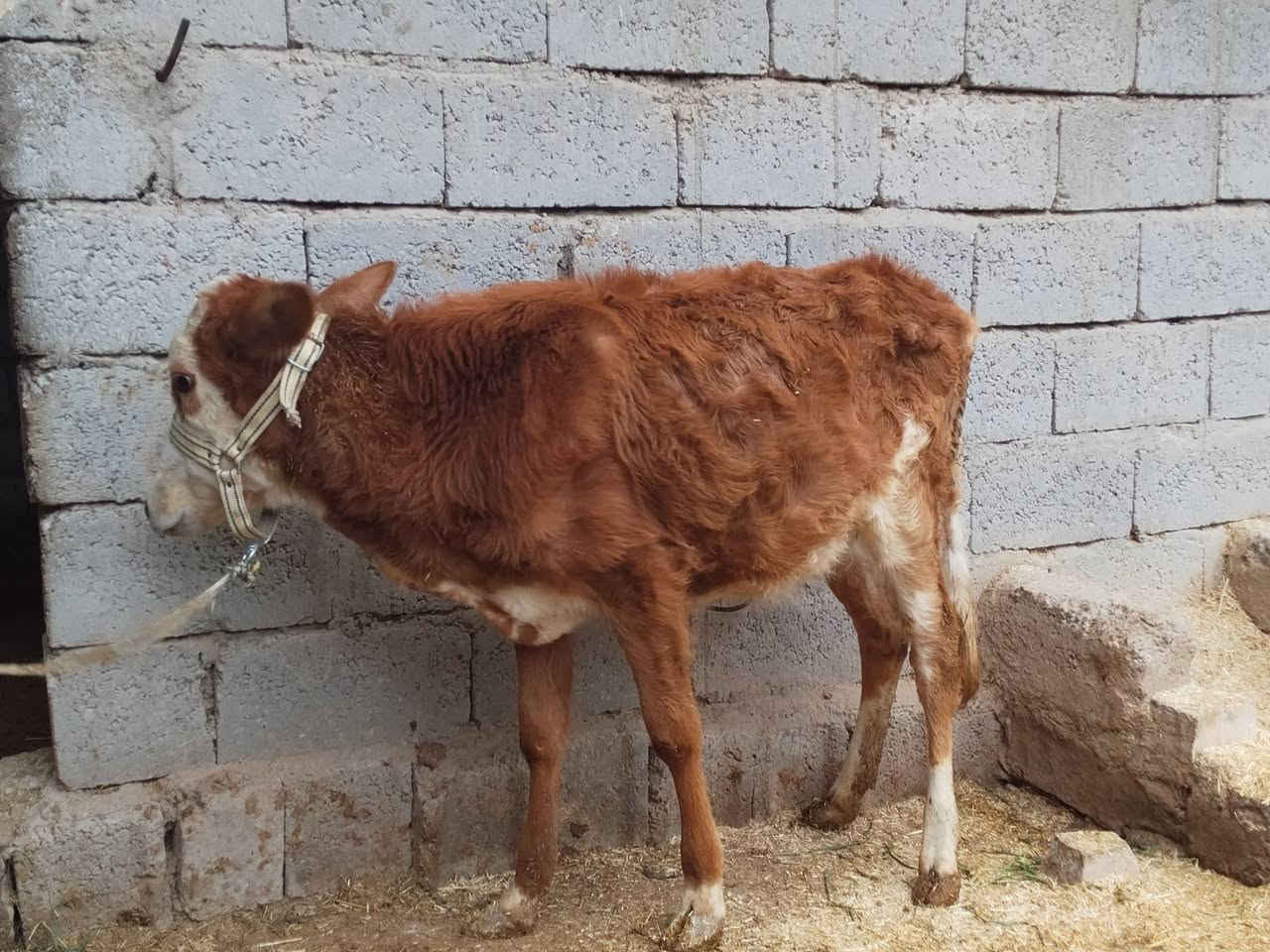 السلام عليكم للبيع حوليه ناصحا واچاله عمرها 8 اشهر السعر 820 وبيها مجال هاتف،/***********
