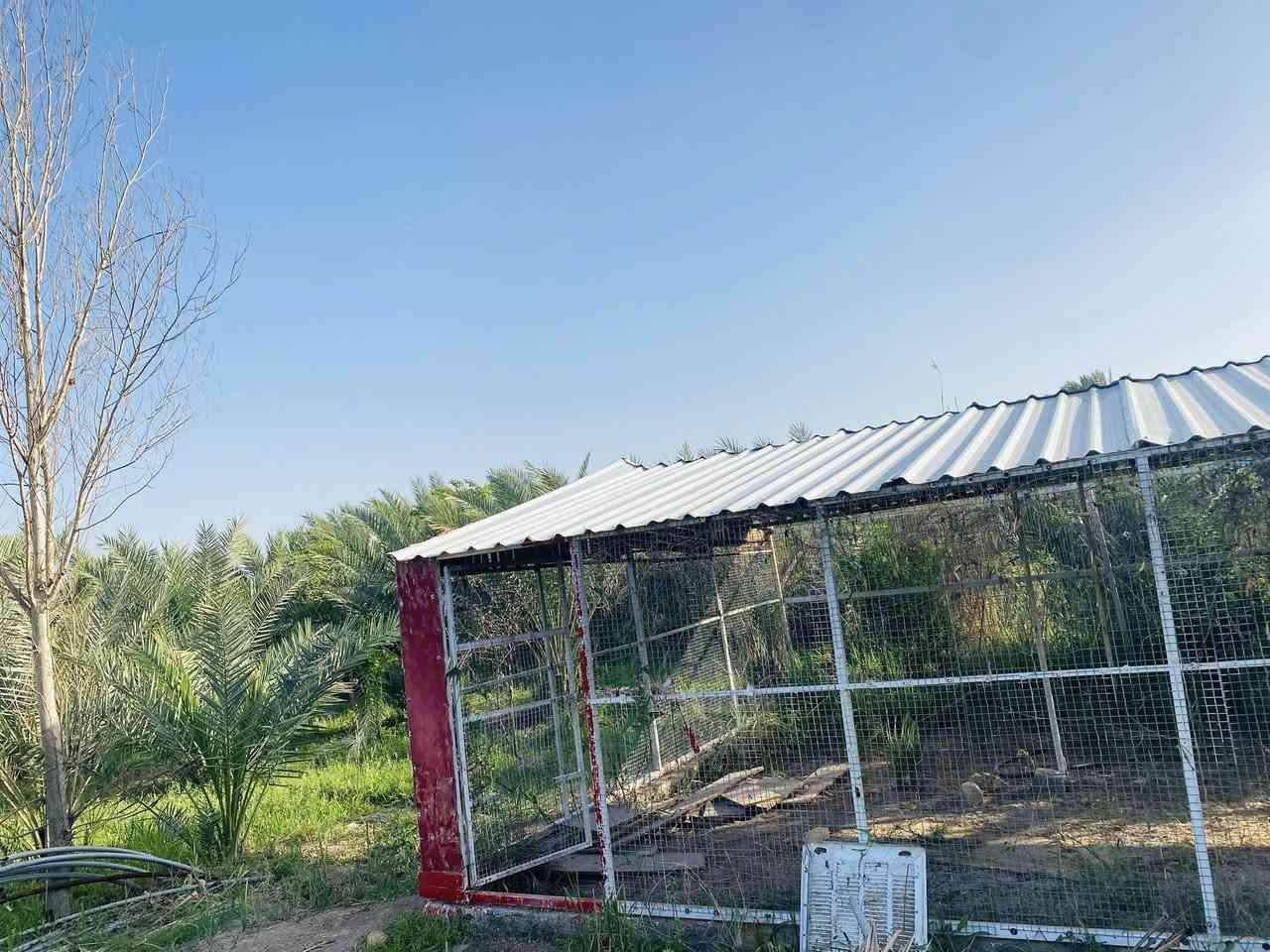 🏡 للبيع او مراوس – مزرعة + بيت سكني + قطعة أرض إضافية

📍 الموقع: الشهابي الأولى – تبعد 10 دقائق فقط عن مركز مدينة الفلوجة.

✨ التفاصيل:
• مزرعة واسعة مزروعة بأنواع نخيل مميزة: برحي، خستاوي، حمراوي، تبرزن.
• أشجار مثمرة متنوعة: عرموط (كمثرى)، تفاح، ليمون، برتقال، لالنكي، نارنج، خوخ، تين وغيرها.
• بيت سكني جاهز للسكن.
• قطعة أرض خلف البيت – المساحة الكلية: دونمين و700 متر.
• سند طابو زراعي – سند 25.
• تتوفر جميع الخدمات: ماء، كهرباء، مولد.

💰 السعر: 240 مليون 

📞 للتواصل:
• عبر الخاص.
• أو الاتصال على الأرقام:  ***********
                                           ***********
