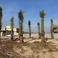 فسائل نخيل • توصيل محافظات • أصناف متعددة