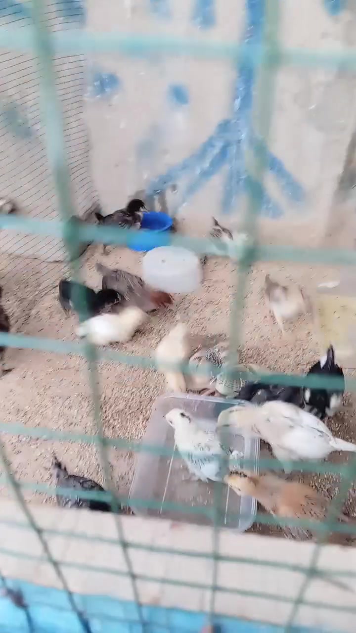 فروخ دجاج للبيع شرط نضيفات مآلات بيت سعر الزوج ٥ الاف عمر شهر ملقحات شرط
***********
