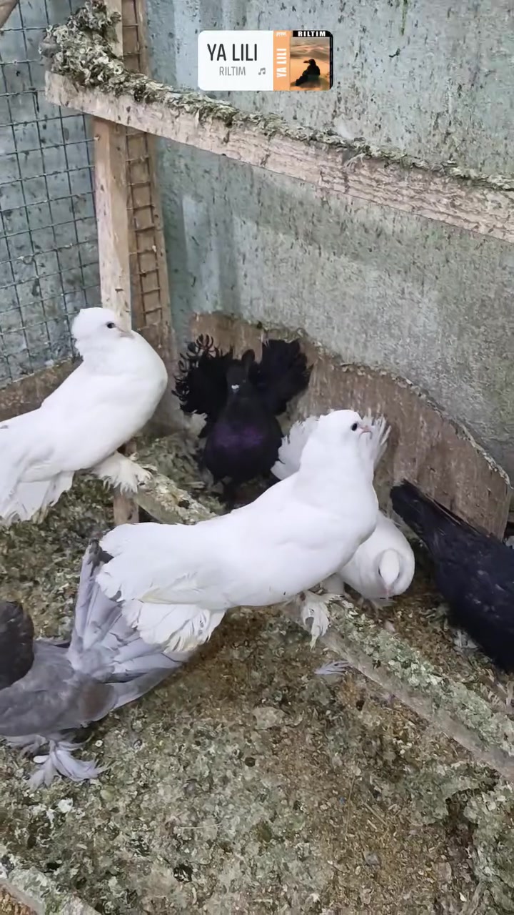 متاح 3زواج عرايس موجوده  بل محل مالي محل رحيم القديم مال الطيور هاذا رقمي بي واتساب ***********
