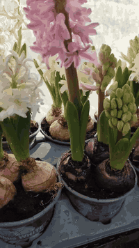 نباتات زينة
للطلب *********** واتساب ماسنجر 
يوجد توصيل لجميع المحافظات
