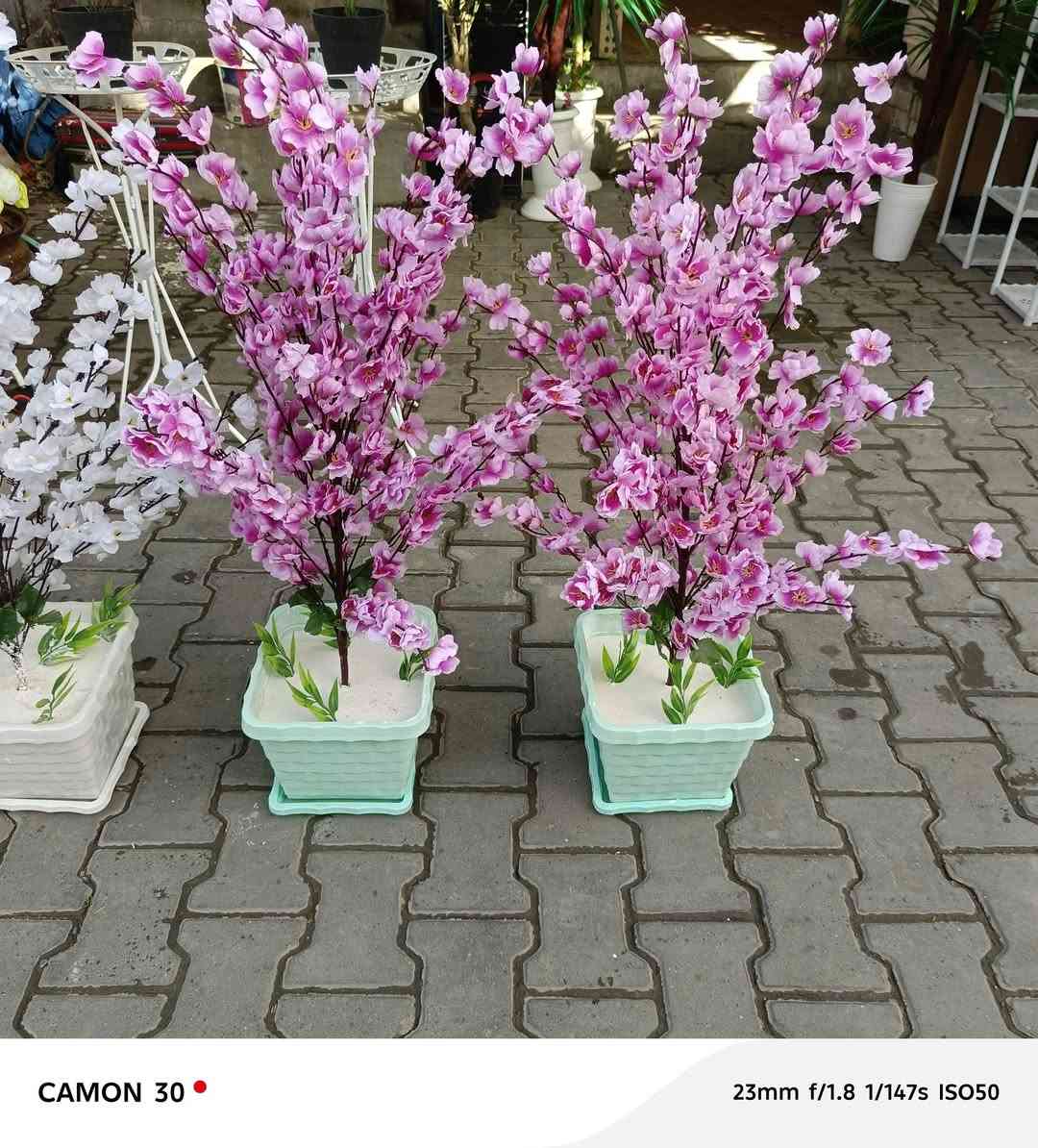 اشجار اصطناعية 🌴🌳🌲 لتزين بيتك 🌇🏠 بكل الاحجام و الأنواع ✅مرحبا بكم✅


**إذا كنت صاحب هذا الإعلان وتريد حذفه لأي سبب، رجاءا أرسل رسالة إلى الدعم الفني**