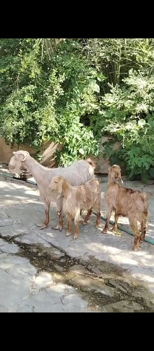 السلام عليكم متاح عنز مطفل سن وشطر ونصاح وخشان وراها توم جدي وصخله سعرهه ٥٢٥ العنوان حديثه حقلانيه للاستفسار الاتصال على الرقم *********** يوجد توصيل حسب الاتفاق
