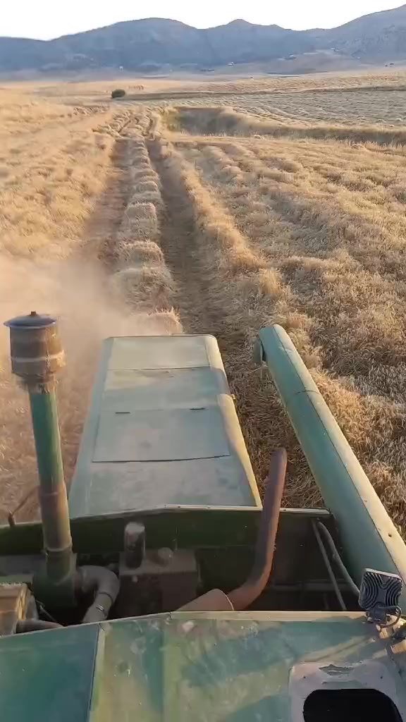 بۆفرۆشتن دەڕاسە جوندێر مۆدێل۱۹٨٥ مەکینە و گێڕو بەشەرت وتەبەڵە ۱٤یە ومەنەفێسی ئەسڵییە هەر چوار تایەی تازەیەو جامخانەی دەسکردەو سپلێتی بۆ دانراوە 
***********
***********
شوێن . شارەزور
