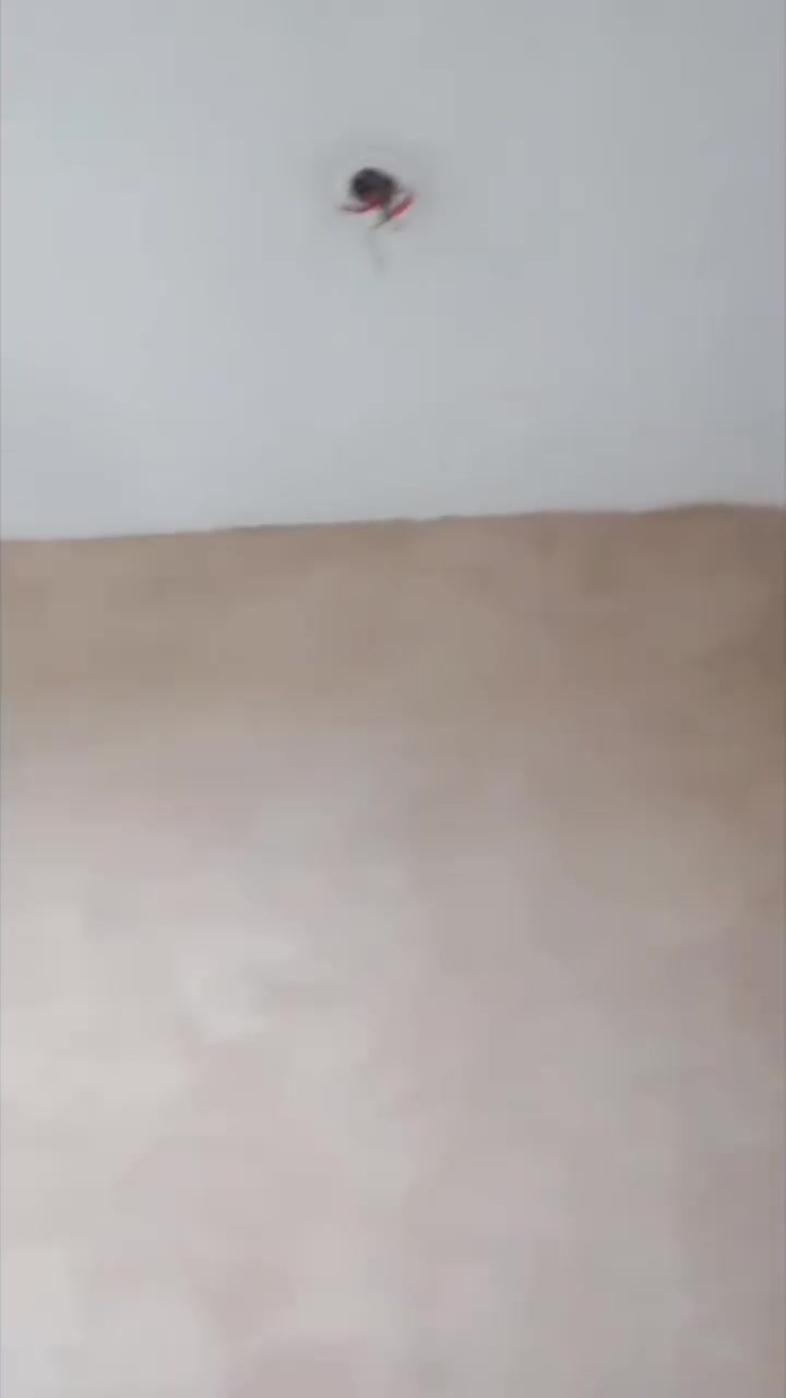 سلام عليكم انه خلفه البخ و صطار جص حسب الطلب بسعر مناسب ***********
