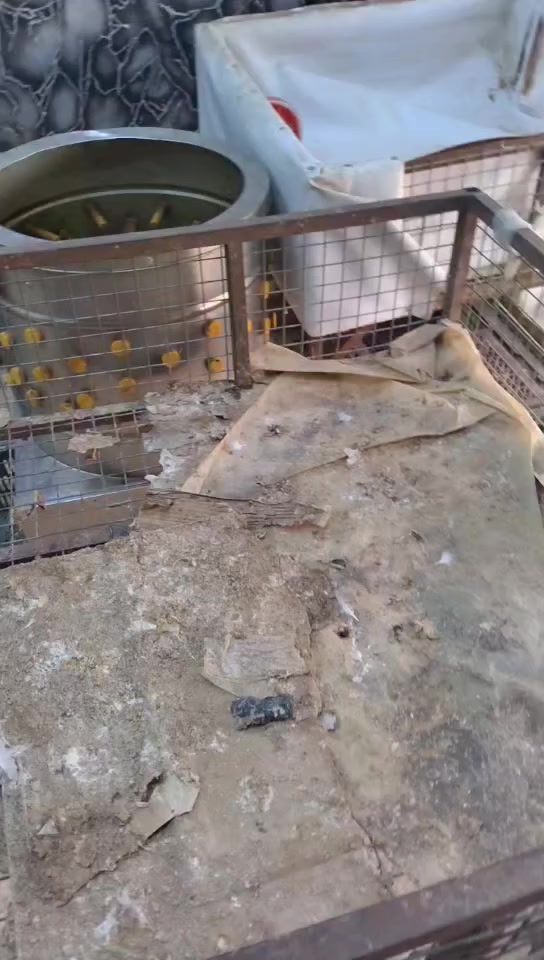 سلام عليكم عندي غراض محل مال دجاج للبيع هلاسه مال دجاج وتانكي مال ماي وقفاصه عدد 2 وكاونتر
الاتصال ع الرقم ***********
