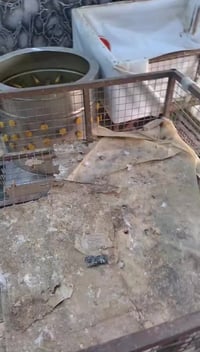 عندي غراض محل مال دجاج للبيع هلاسه مال دجاج وتانكي مال ماي وقفاصه عدد ...