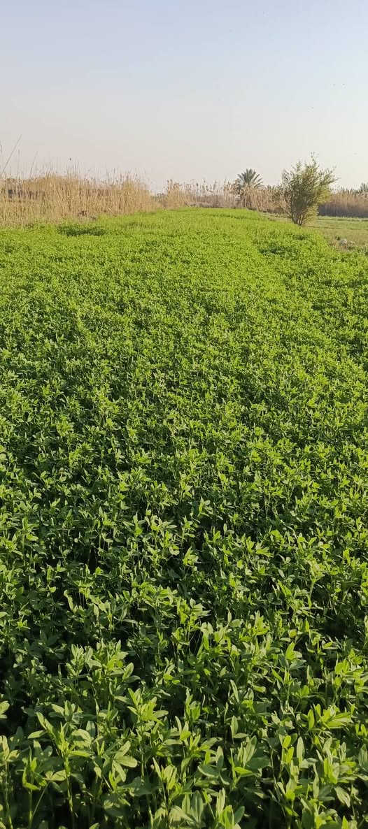 مكلف بالنشر،،،،أرض زراعية للبيع المساحه 2دونم توجد فيها أسأله ماء وما سكي وكهرباء رئيسيه تبعد عن الشارع العام 200متر شارع رئيسي التفاصيل أكثر اتصل ع الارقام‏‪***********‬‏
‏‪***********‬‏
