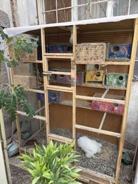 قفص كوكتيل • طيور حب • حي واسطي