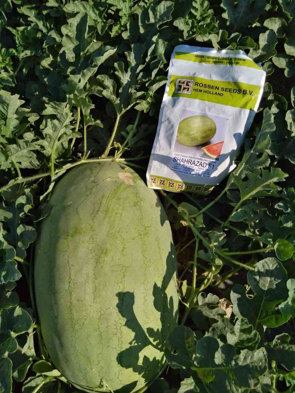 صنف كريمزون سويت (CRIMSON SWEET F1 - CRISTO F1) – من شركة Veggie Seeds:
​المواصفات الفنية: نسبة نقاوة 99.9%، ونسبة إنبات لا تقل عن 90% (فحص حديث 02/2026) (كما يظهر في الصورة 1000112551.jpg).
​المميزات: ثمار مخططة جذابة، إنتاجية فائقة (High Yield)، جودة إنبات عالية (Best in Germination)، ومقاومة ممتازة للأمراض (Disease Resistant).
​عبوات مغلفة ومضمونة 100% (تحتوي العبوة على 1000 بذرة).
​📞 للحجز والاستفسار وطلب كميات الجملة والمفرد، يرجى الاتصال بنا أو مراسلتنا عبر الواتساب:
​الاتصال المباشر: ***********
​واتساب (WhatsApp): ***********

